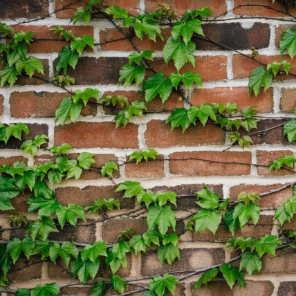 Ivey on a brick wall at Niagara's Finest Hotels.