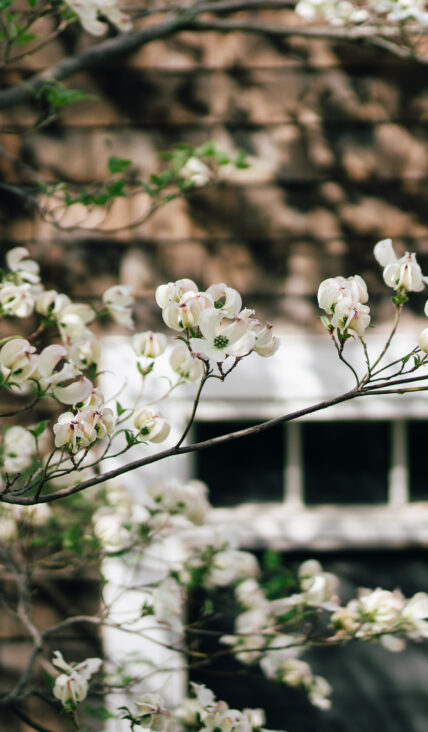 Blooming flowers on a tree at one of Niagara's Finest Hotels.