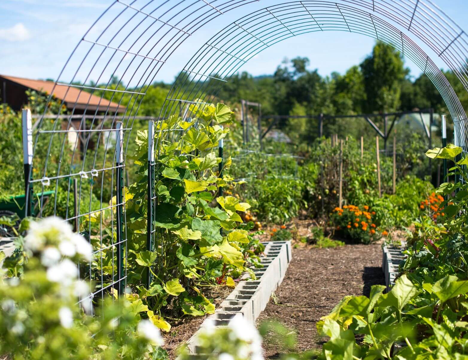 Trellis Time in the Vegetable Garden - Niagara's Finest Hotels 